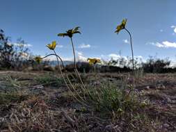 Imagem de Coreopsis californica (Nutt.) H. K. Sharsmith