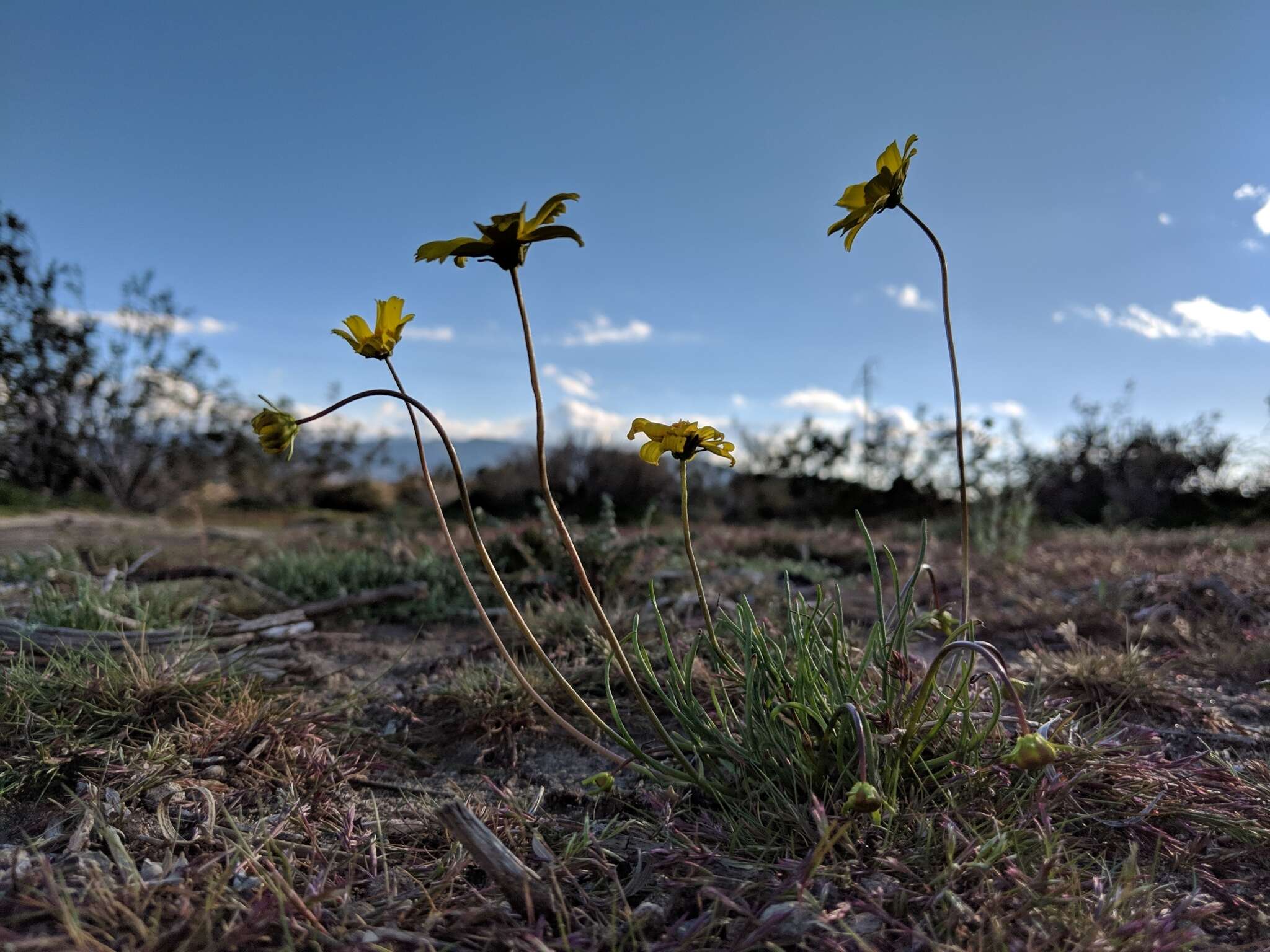 Imagem de Coreopsis californica (Nutt.) H. K. Sharsmith