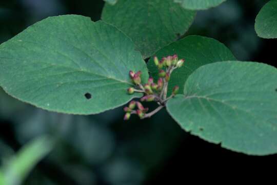 Image de Viburnum cotinifolium D. Don