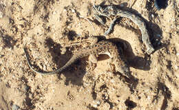 Image of Be’er Sheva Fringe-fingered Lizard