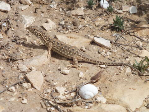 Plancia ëd Acanthodactylus beershebensis Moravec, El Din, Seligmann, Sivan & Werner 1999