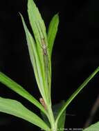 Image of Tetragnatha elongata Walckenaer 1841