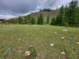 Image de Oxytropis nitens Turcz.