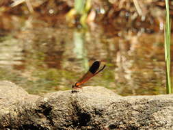 Image of Euphaea cardinalis (Fraser 1924)