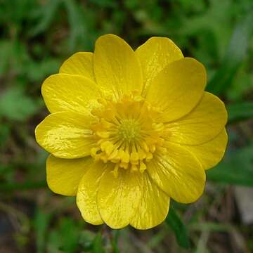 Image of California buttercup