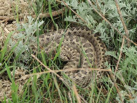 Image of Vipera renardi (Christoph 1861)