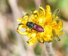 Image of Anthaxia praeclara Mannerheim 1837