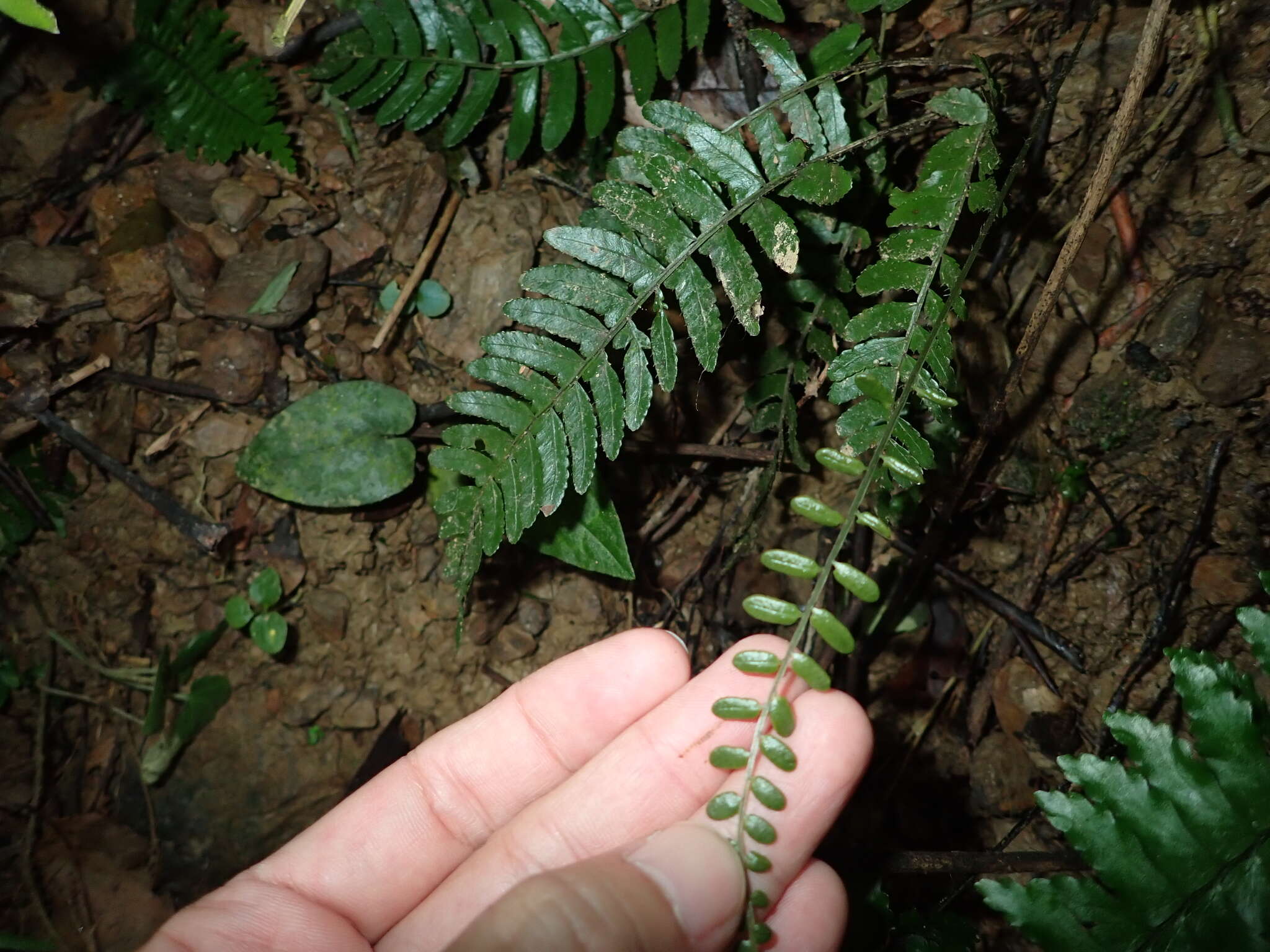 Bolbitis appendiculata (Willd.) Iwatsuki resmi