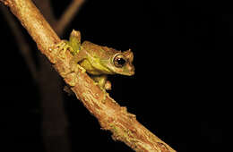 Image of Mossy Bush Frog