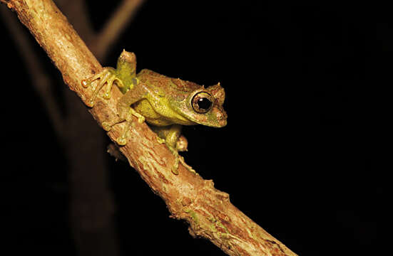 Image of Philautus macroscelis (Boulenger 1896)