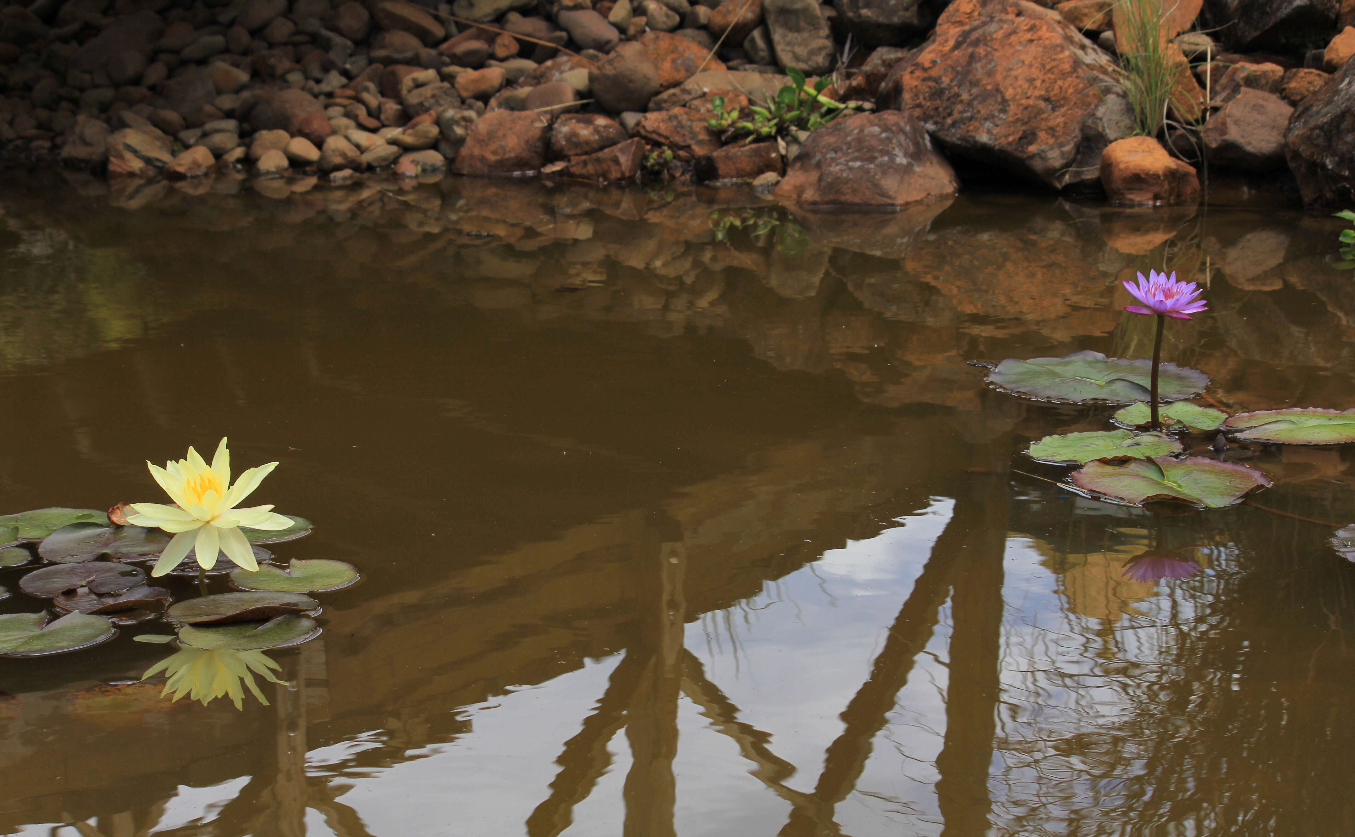 Image of waterlily