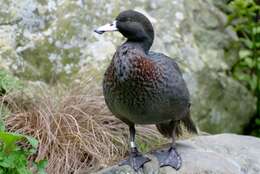 Image of Blue Duck