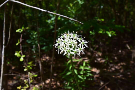 Image de Allium cuthbertii Small