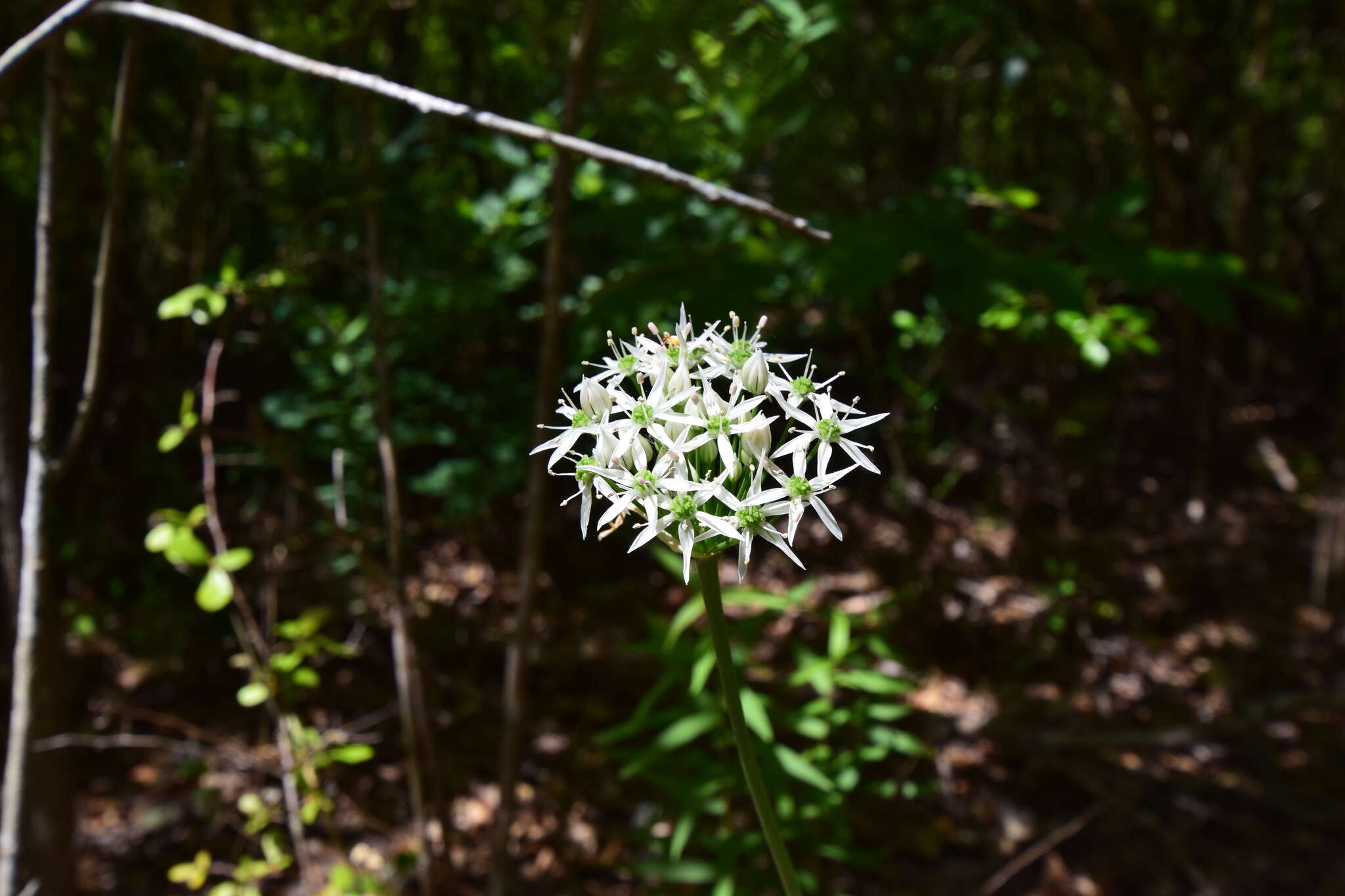 Image of striped garlic