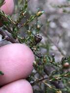 Sivun Leptospermum parvifolium Sm. kuva