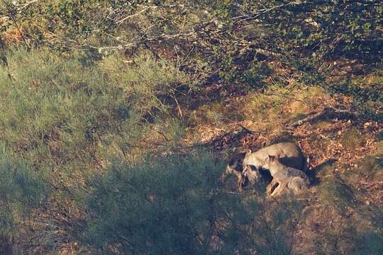 Imagem de Canis lupus signatus