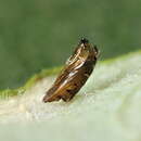 Phyllonorycter dubitella (Herrich-Schäffer 1855)的圖片