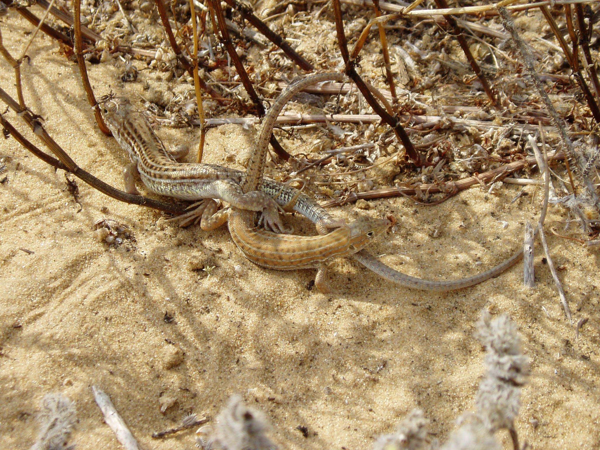 Image of Schreiber's Fringe-fingered Lizard