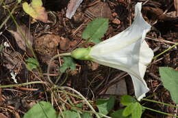 Image de Calystegia subacaulis Hook. & Arn.