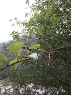 Image of Bird Cherry