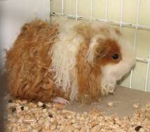 Image of Cavy