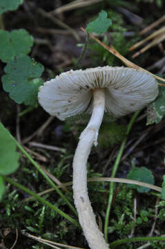 Image of Lepiota clypeolaria (Bull.) P. Kumm. 1871