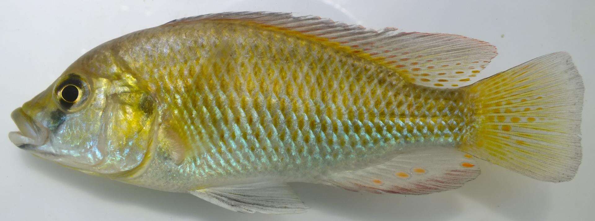 Image of Eastern River Bream