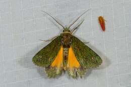 صورة Dindica polyphaenaria Guenée 1857