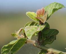 Sivun Ficus sycomorus subsp. sycomorus kuva