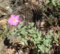 Imagem de Cistus albidus L.