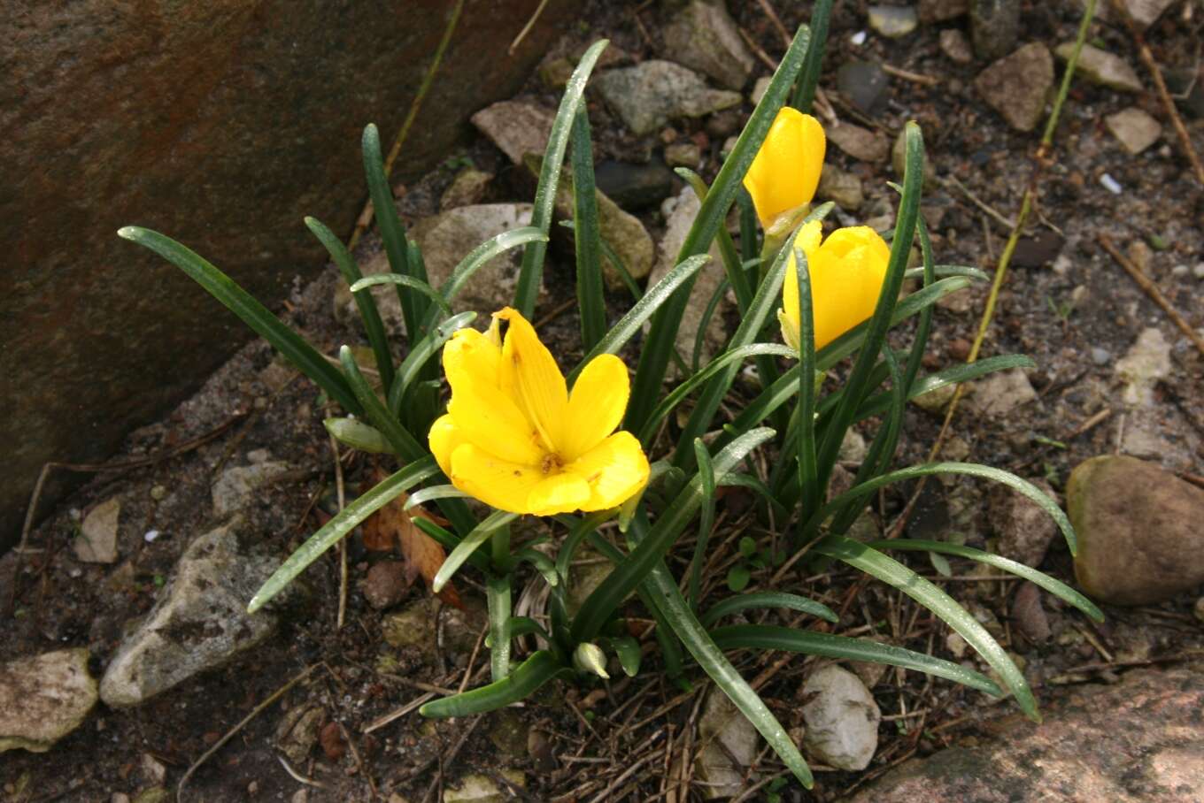 Image of winter daffodil