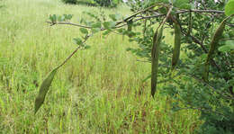 Image of Bauhinia petersiana Bolle