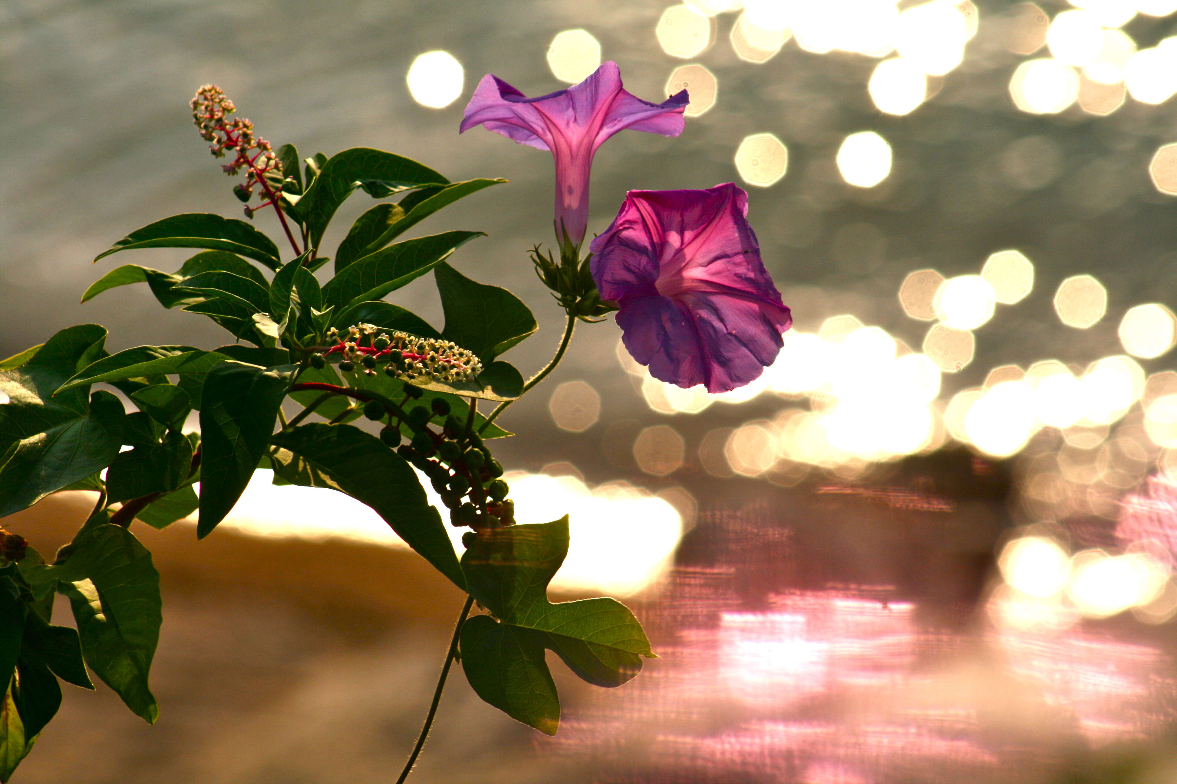 Image of Blue morning glory