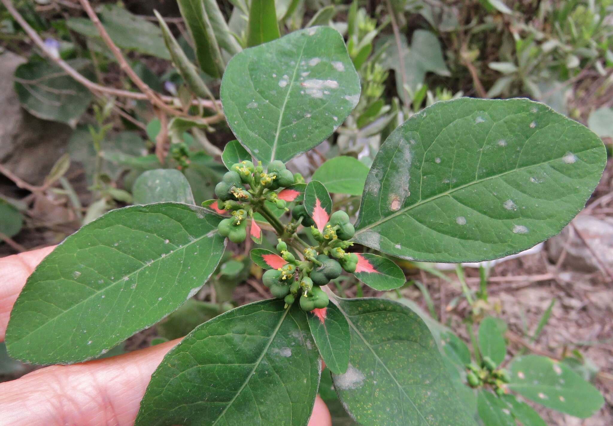 Image of Euphorbia elliptica Lam.