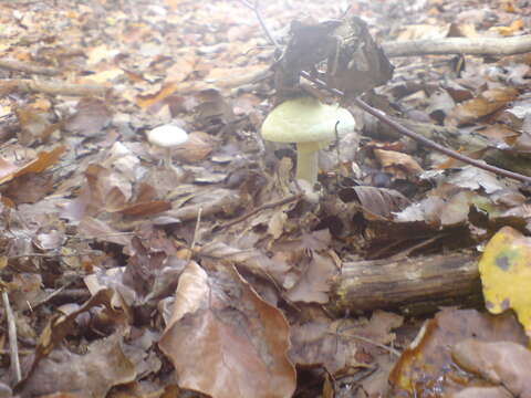 Image of False deathcap