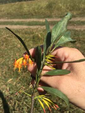 Image of orange mistletoe