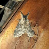 Image of Labedera