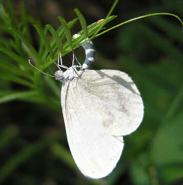 Image of Wood White