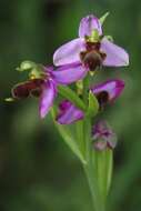 Image of Ophrys apifera var. almaracensis Pérez-Chisc., Durán Oliva & Gil Llano