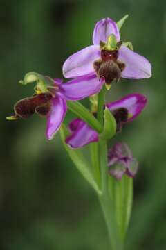 Image of Ophrys apifera var. almaracensis Pérez-Chisc., Durán Oliva & Gil Llano