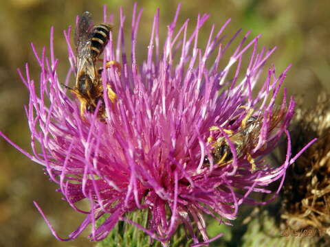 Halictus sexcinctus (Fabricius 1775)的圖片