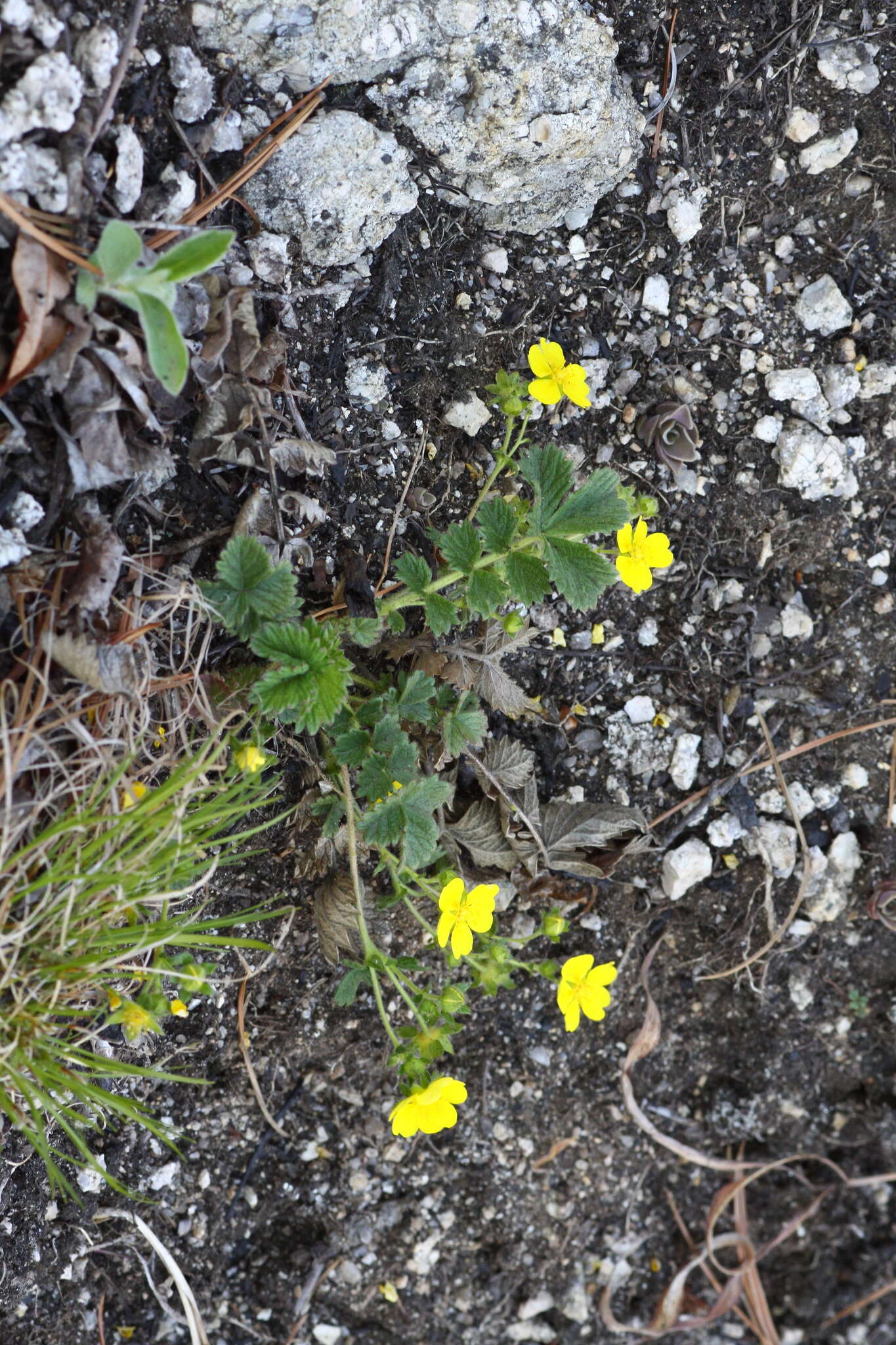 Imagem de Potentilla ancistrifolia Bunge