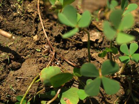 Image of Dwarf Water Clover