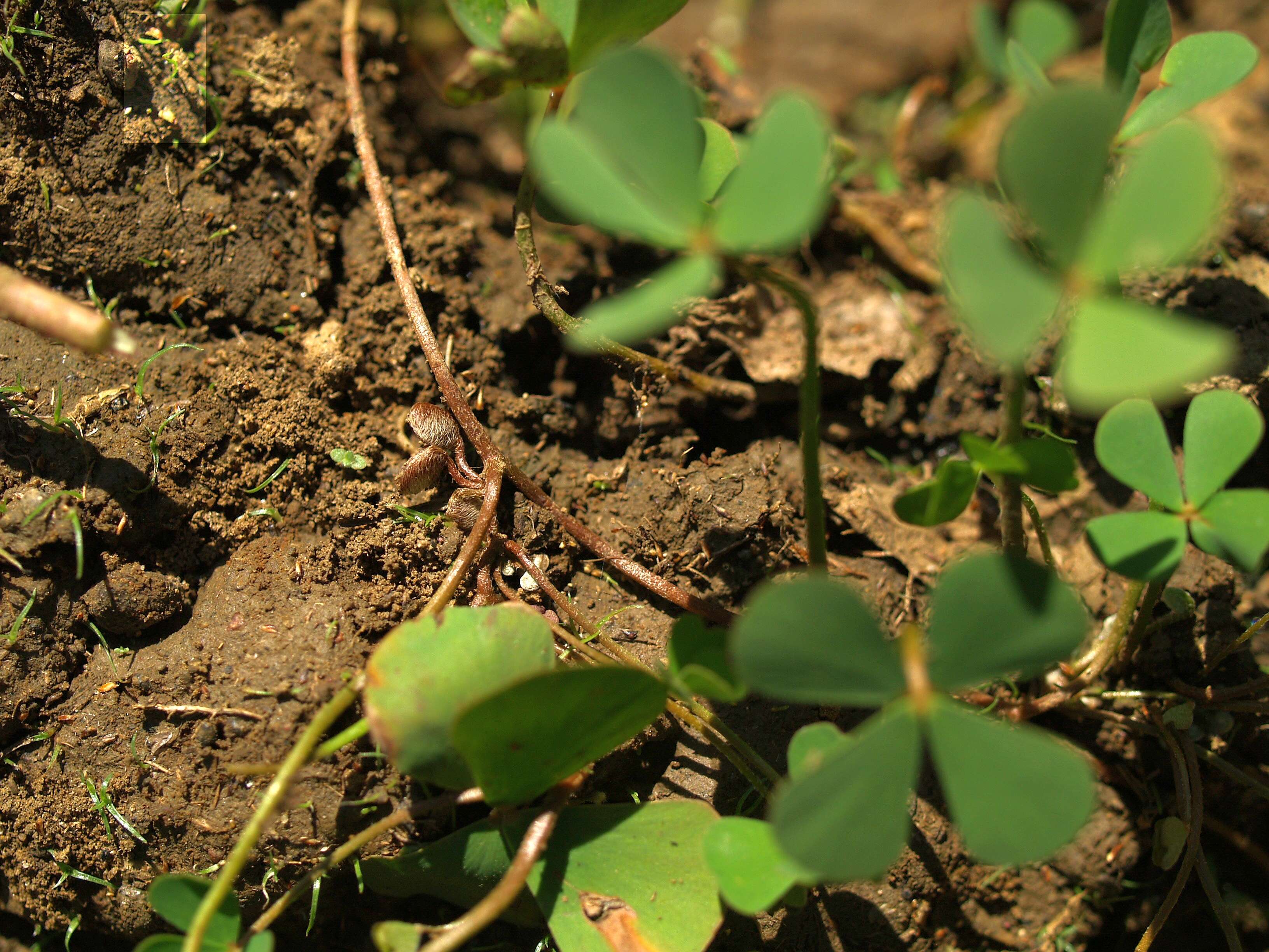 Imagem de Marsilea minuta L.