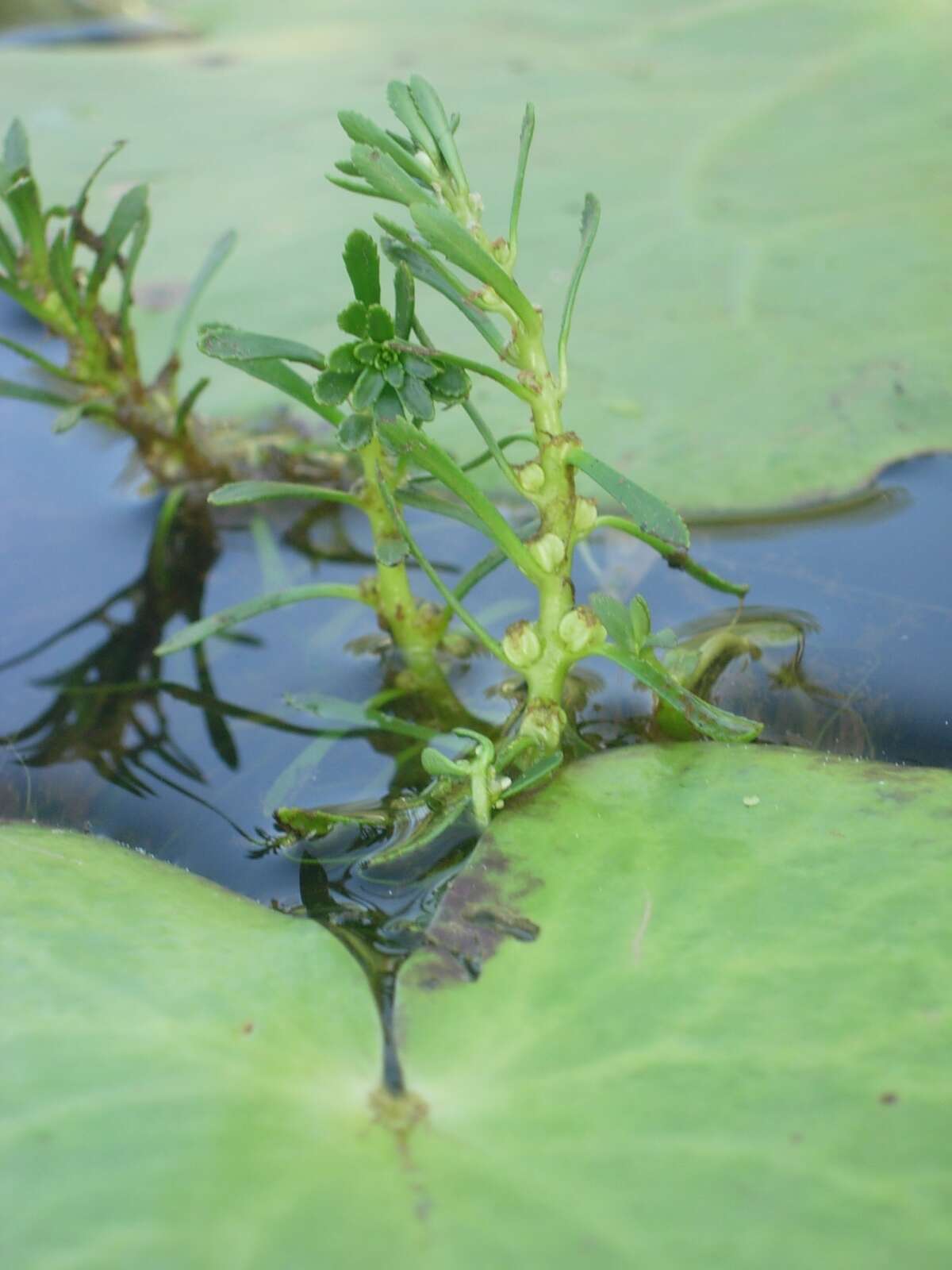 Image of Myriophyllum indicum Willd.