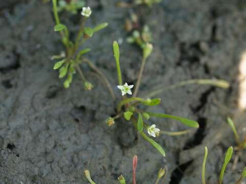 Image of Mudwort