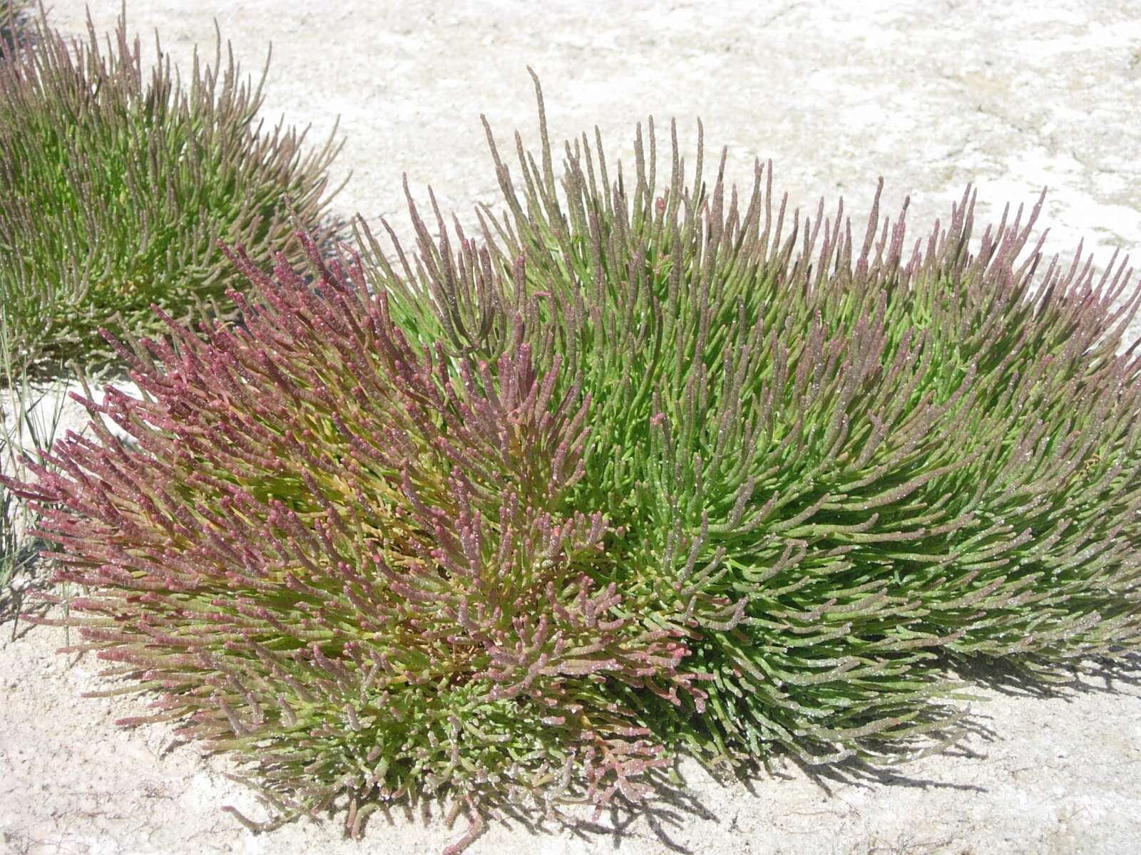 Image of glasswort