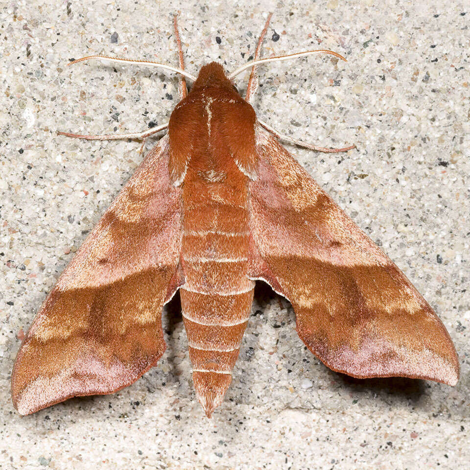 Image of Azalea Sphinx