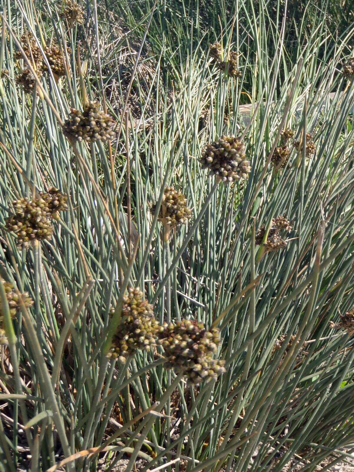 Image of spiny rush