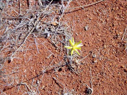 Image of Ptilotus gaudichaudii (Steudel) J. M. Black